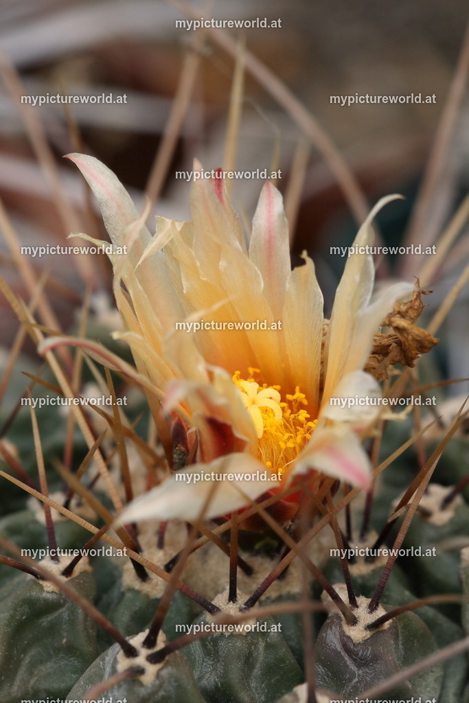 Echinocereus lloydii-001 | Das Bilderarchiv über Tiere, Planzen und Landschaften. In der Bilddatenbank finden Sie ein große Auswahl an hochwertigen Bilder für Ihre Werbung - Realisiert mit Pictrs.com
