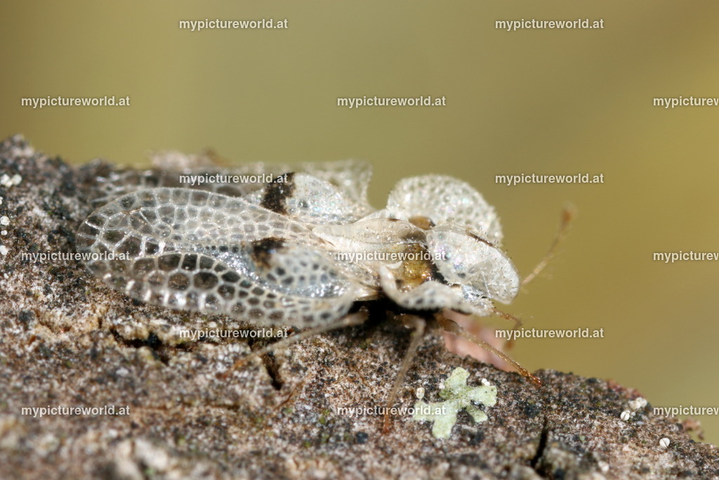 Corythucha ciliata-013 | Das Bilderarchiv über Tiere, Planzen und Landschaften. In der Bilddatenbank finden Sie ein große Auswahl an hochwertigen Bilder für Ihre Werbung - Realisiert mit Pictrs.com