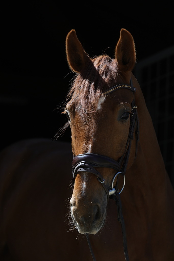 0P6A8741 | Willkommen bei Brunnmayr - Design & Fotografie – Ihrem Spezialisten für Reitturniere und Pferdeveranstaltungen in Oberösterreich, Salzburg und Bayern! Seit über 17 Jahren sind wir leidenschaftlich dabei.