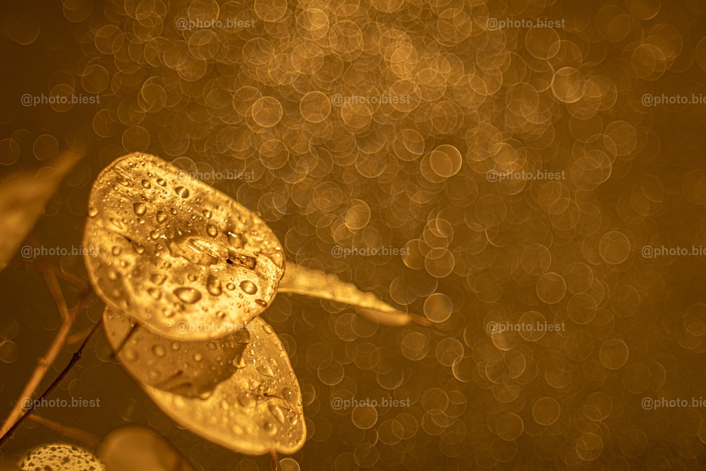 Silberblatt und Goldbubbles | Ein Zweig des Silberblattes mit Bubblebokeh. - Realisiert mit Pictrs.com