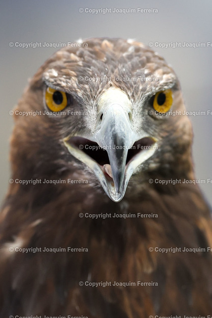 sgevsrblei_2106 | 03.09.2022 xjfx  Fussball 1.Bundesliga Eintracht Frankfurt - RB Leibzig emspor,  v.l.,  Steinadler Attila Maskottchen von Eintracht Frankfurt




(DFL/DFB REGULATIONS PROHIBIT ANY USE OF PHOTOGRAPHS as IMAGE SEQUENCES and/or QUASI-VIDEO) - Realisiert mit Pictrs.com