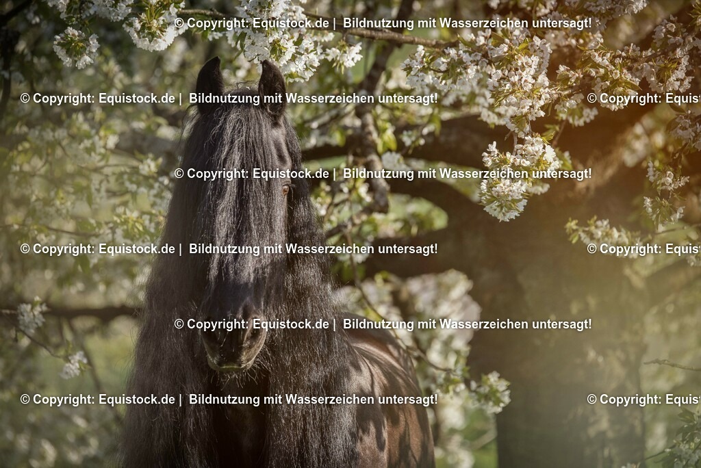 20150423_TOMsPiC_0104 | equistock