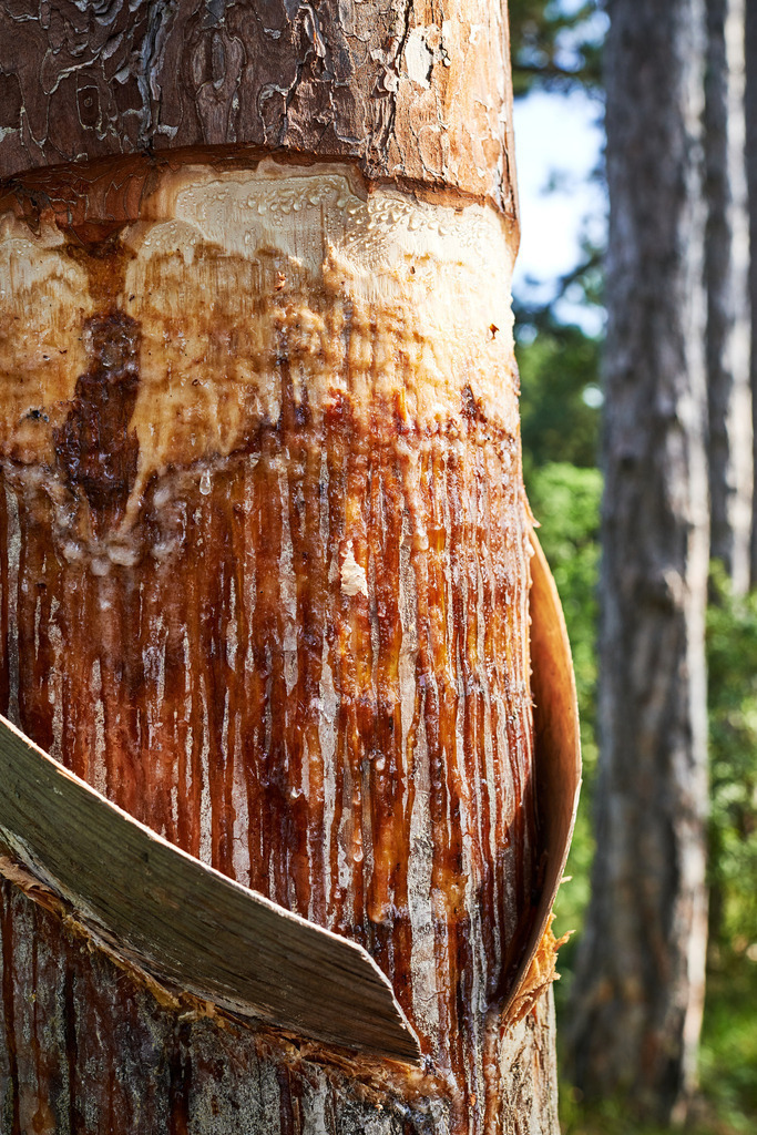Pecher Gerhold Wöhrer | Matzendorf-Hölles, Austria - July 04, 2019: Pecherpfad in Hölles mit Pecher Gerhold Wöhrer; eine Lachte mit Pechscharte. - Realisiert mit Pictrs.com