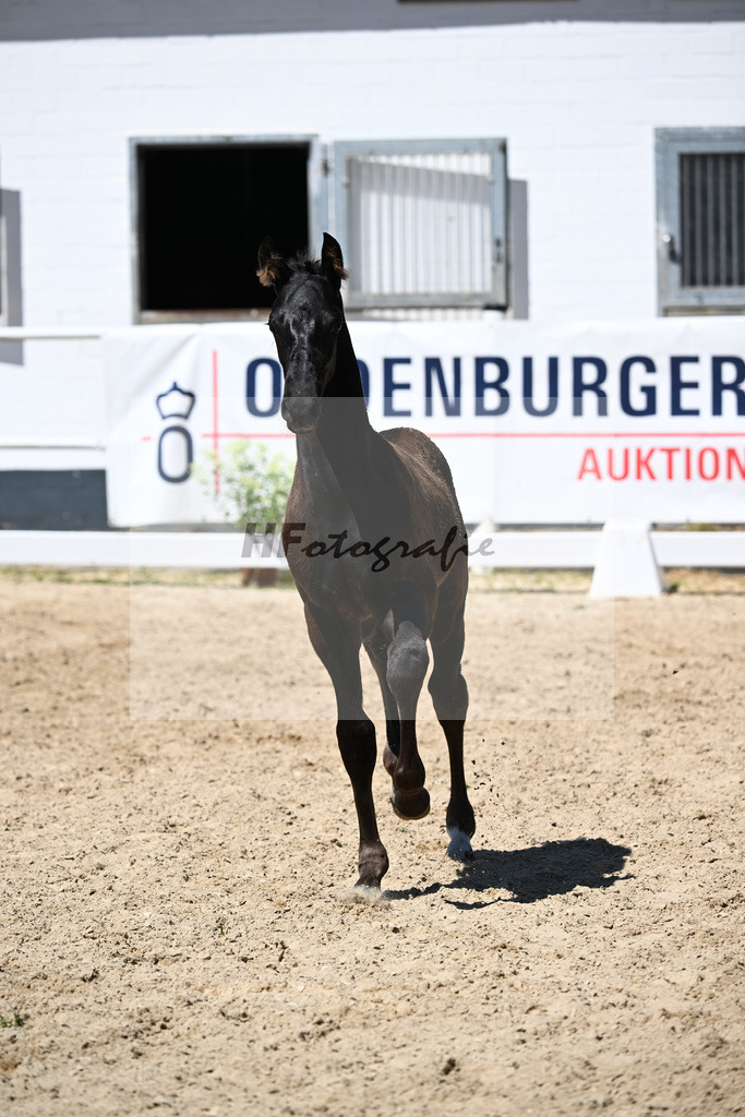 Kat-Nr. 12 Bon Courage x Negro_HF_Kohlweghof GbR_20250811 | hf-fotografie - Realisiert mit Pictrs.com