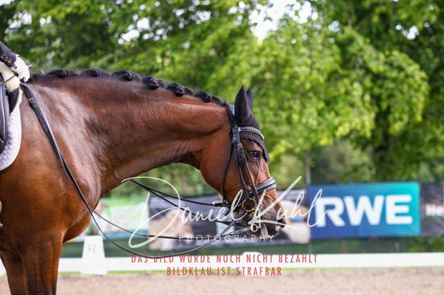 DKP41578 | Deine Turnierfotos vom Reitturnier online kaufen: Dressur, Springen & Siegerehrung. Professionelle Pferdefotografie aus dem Rheinland – als Download & Print.Alternative: Turnierfotograf für den Pferdesport: Finde deine Fotos von Dressur- und Springturnier