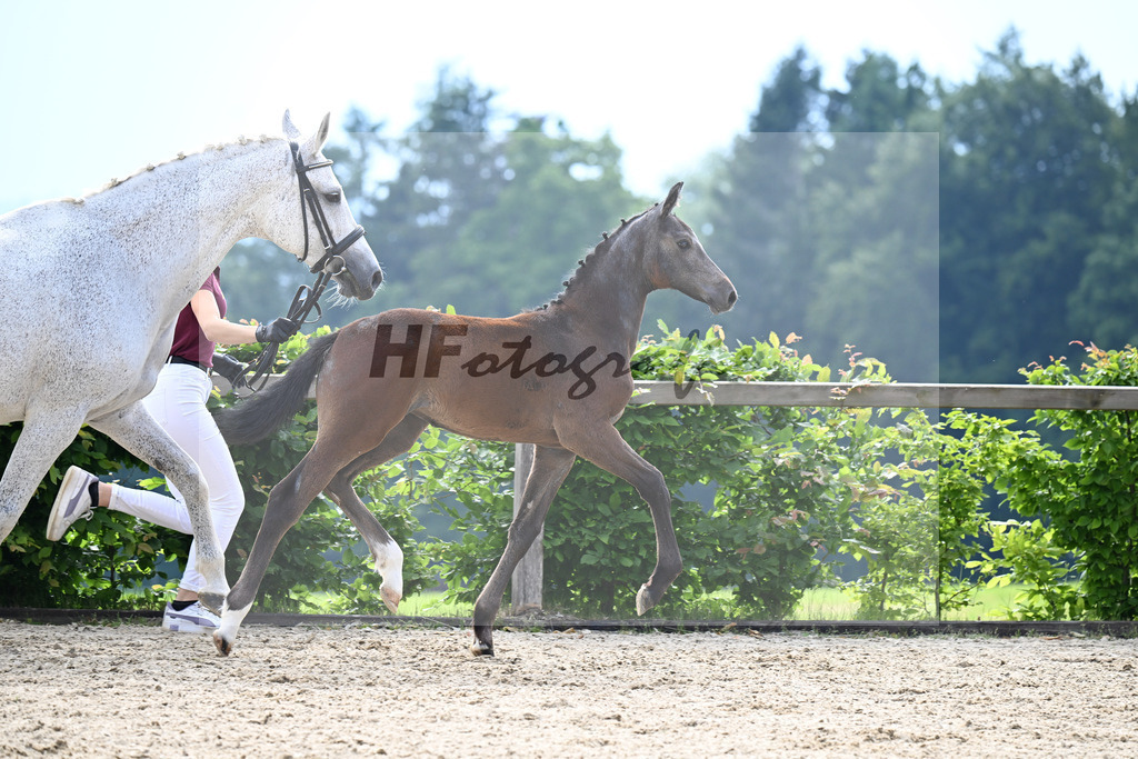 Kat-Nr. 25 Grandorado TN x Cornet Obolensky_SF_Sailer_14250691 | hf-fotografie - Realizzato con Pictrs.com