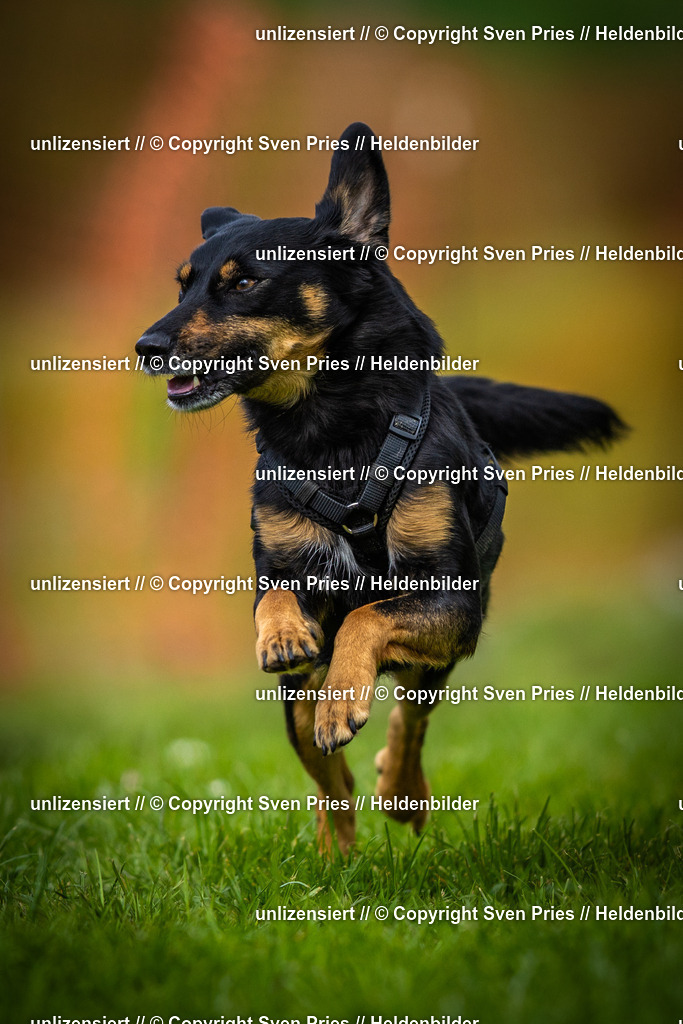 Sven Pries | 2025-04-13 - Hunderennen Baden-Baden - Realisiert mit Pictrs.com