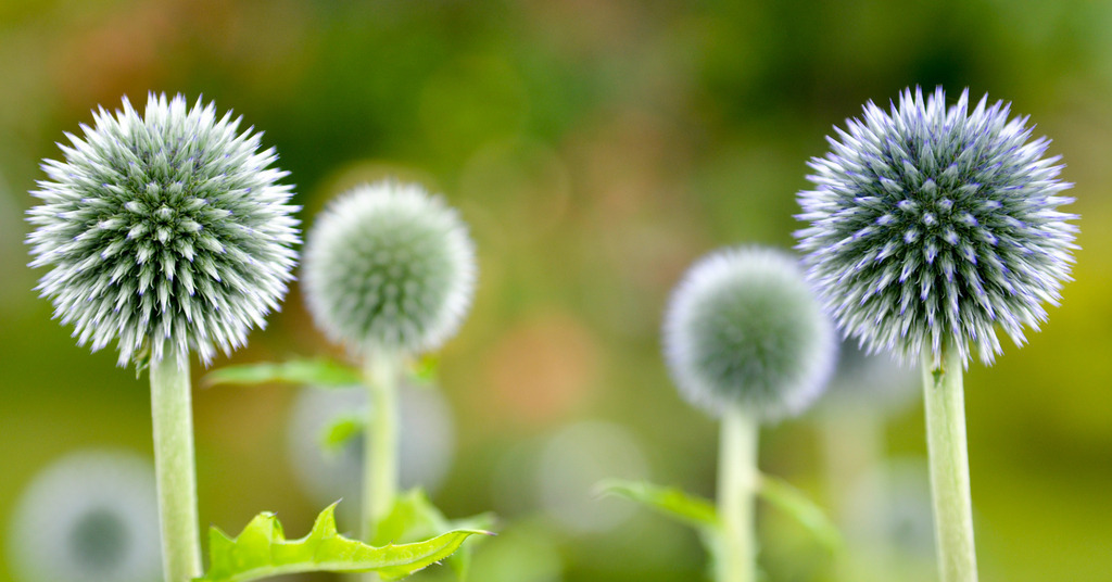 DSC_8885 | Das Ostsee Atelier, enthält preisgekrönte Fotografien des Künstlers Holger Martens. Dünenbilder, Strandfotos, Ostseebilder, Fotografien vom Meer.