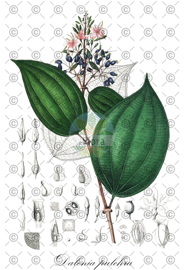 HistAbb_wfo-0000637216_1_ENZY_Simple | Historische Abbildung von Dalenia pulchra - Melastomataceae | Historical Illustration of Dalenia pulchra - Melastomataceae