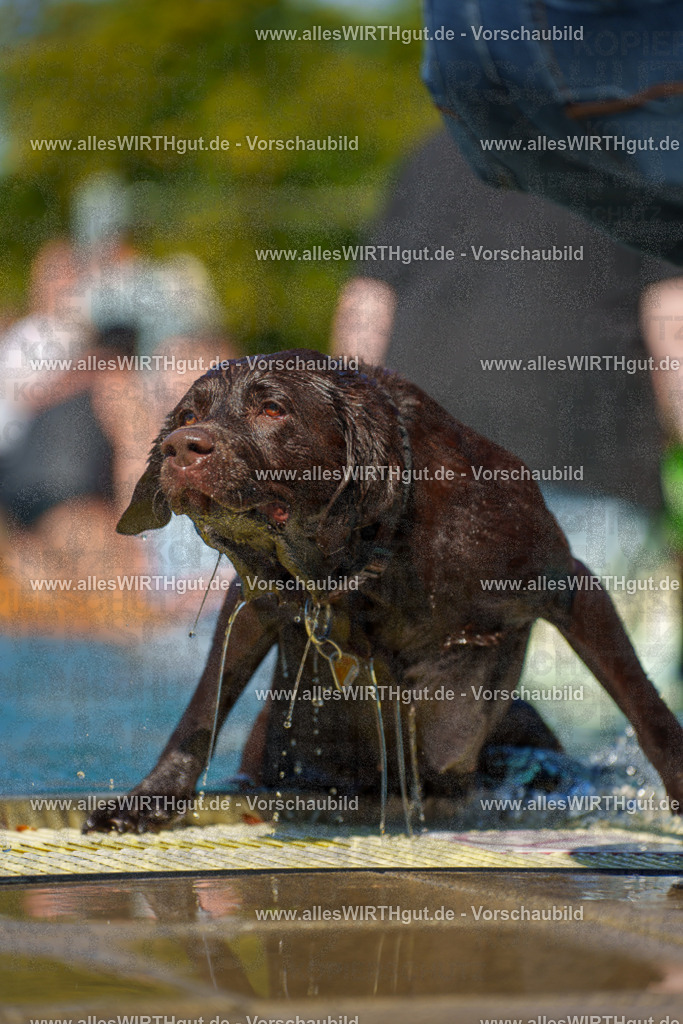 allesWIRTHgut Tierfotografie - allesWIRTHgut.de - 7IV07847 | Professionelle Tierfotografie in Mönchengladbach von Daniel Wirth (allesWIRTHgut). Liebevolle & natürliche Bilder von Hunden & Katzen für unvergessliche Erinnerungen.