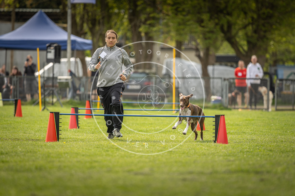 Pfotenfotografie_DV3A5869 | Hundefotografie, Tierfotograf, Pfotenfotografie, Fotoshooting Hund, Hunde Portrait, Hundesport, Hundeportraits, Heideshooting, Hunde, Sportfotograf, Hundefotograf, Turnierhundsport, THS,  - Realisiert mit Pictrs.com