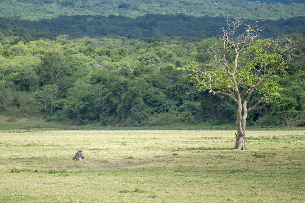Arusha Nationalpark - 25. September 2022 | Ein Zebra im Arusha Nationalpark.
Bild: Sportfotografie Markus Aeschimann | www.markus-aeschimann.ch - Realisiert mit Pictrs.com
