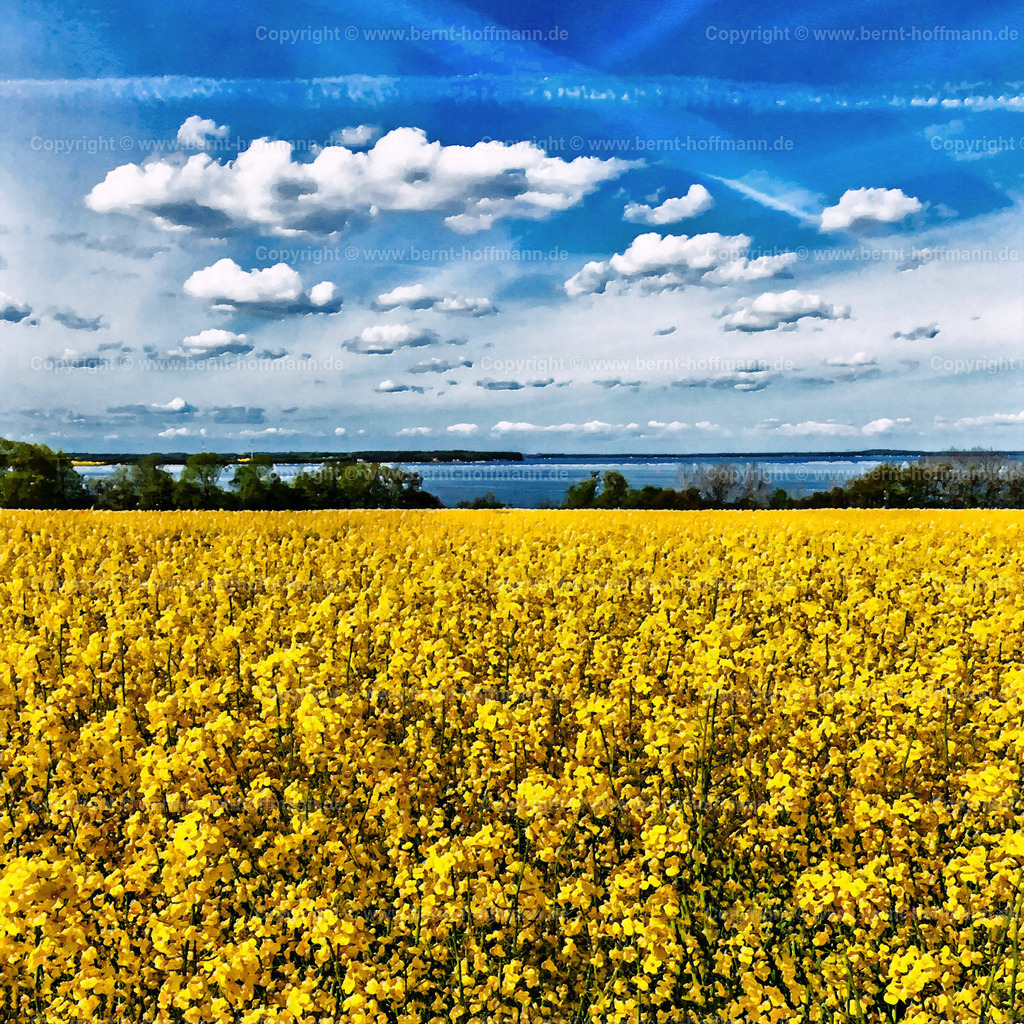 PDM2_4801_Raps-Meerblick_200x200 | DIGITALKUNST. Raps mit Meerblick. __ Aussicht auf die Flensburger Außenförde und Dänemark am Horizont. __ Seitenverhältnis = 1 zu 1 - Realisiert mit Pictrs.com