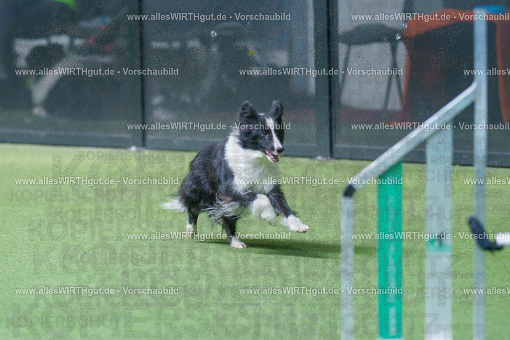 @allesWIRTHgut_Tierfotografie - www.allesWIRTHgut.de - 2604251527-7R505934 | Professionelle Tierfotografie in Mönchengladbach von Daniel Wirth (allesWIRTHgut). Liebevolle & natürliche Bilder von Hunden & Katzen für unvergessliche Erinnerungen.