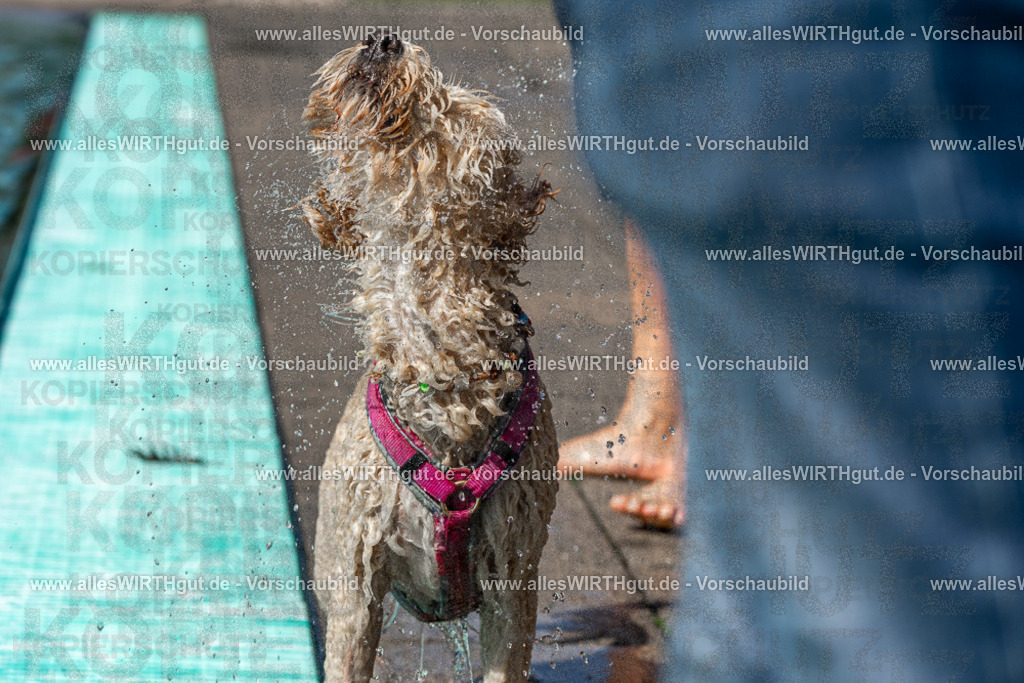 Hundeschwimmen_Volksbad_2026-allesWIRTHgut_Tierfotografie-2609061234-FAY06504 | Professionelle Tierfotografie in Mönchengladbach von Daniel Wirth (allesWIRTHgut). Liebevolle & natürliche Bilder von Hunden & Katzen für unvergessliche Erinnerungen.