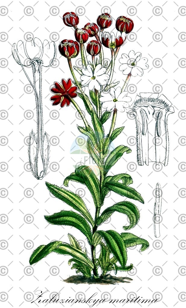 HistAbb_wfo-0000429943_3_ENZY_Simple | Historische Abbildung von Zaluzianskya maritima - Scrophulariaceae | Historical Illustration of Zaluzianskya maritima - Scrophulariaceae