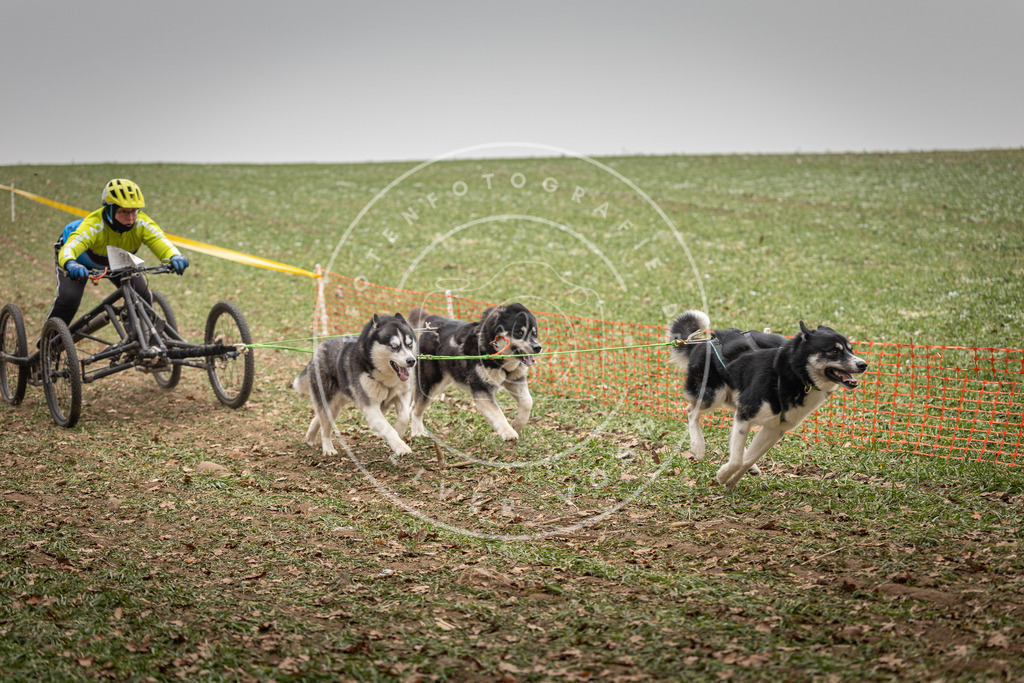 Pfotenfotografie_DV3A4660 | Hundefotografie, Tierfotograf, Pfotenfotografie, Fotoshooting Hund, Hunde Portrait, Hundesport, Hundeportraits, Heideshooting, Hunde, Sportfotograf, Hundefotograf, Turnierhundsport, THS,  - Realisiert mit Pictrs.com