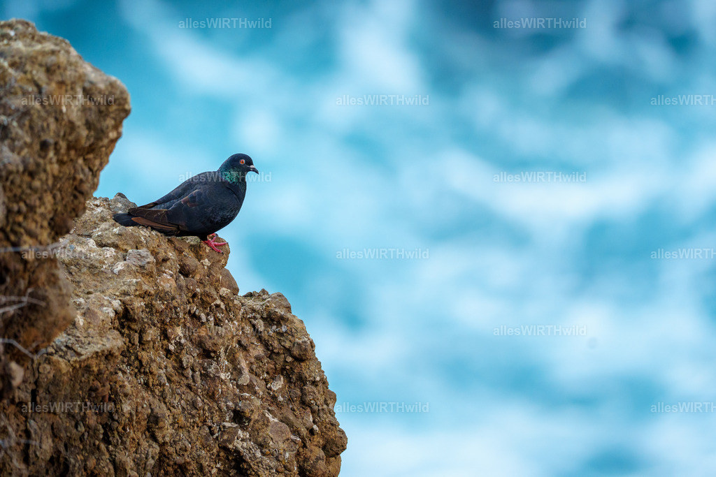 allesWIRTHgut Tierfotografie - allesWIRTHgut.de - 7IV06976 | Entdecke die faszinierende Welt der Natur- und Wildlife-Fotografie von Daniel und Bärbel. Inspirierende Bilder von wilden Tieren und kleinen Naturwundern.