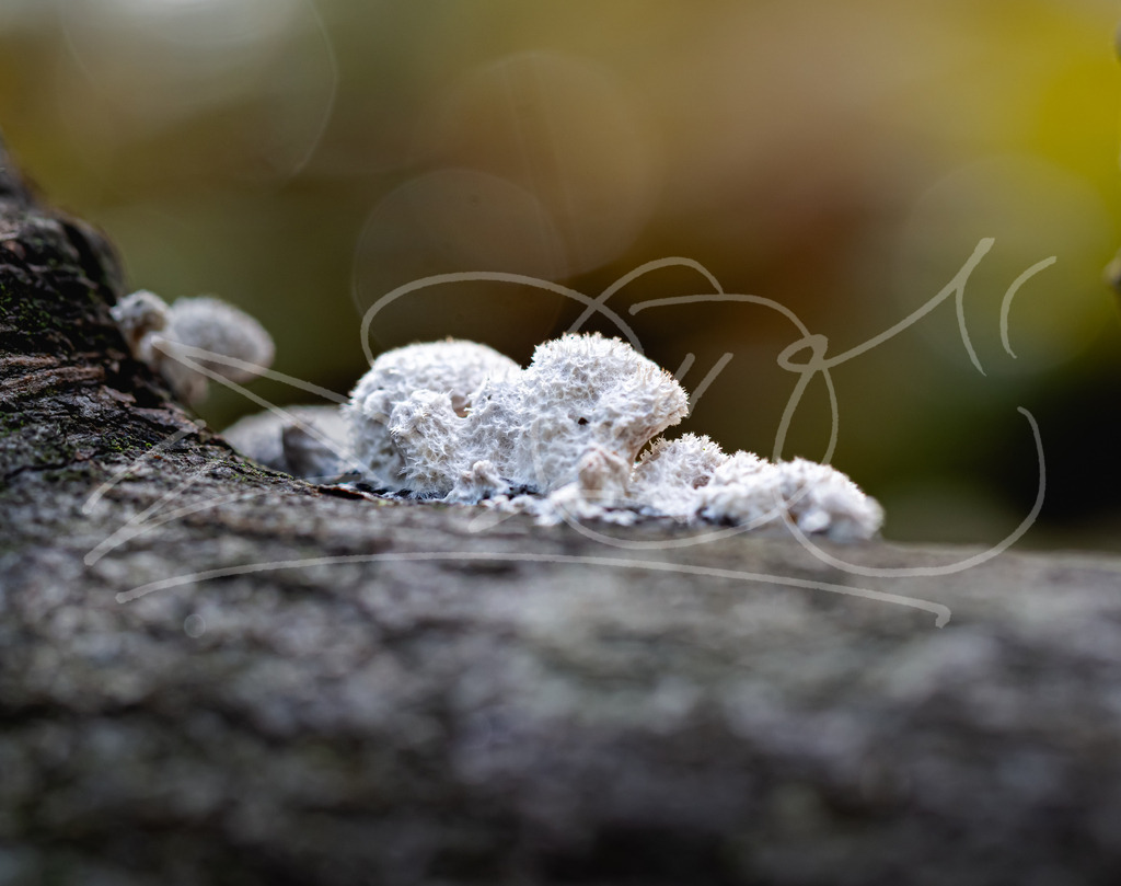 Flauschpilz1 | OLYMPUS DIGITAL CAMERA - Realisiert mit Pictrs.com