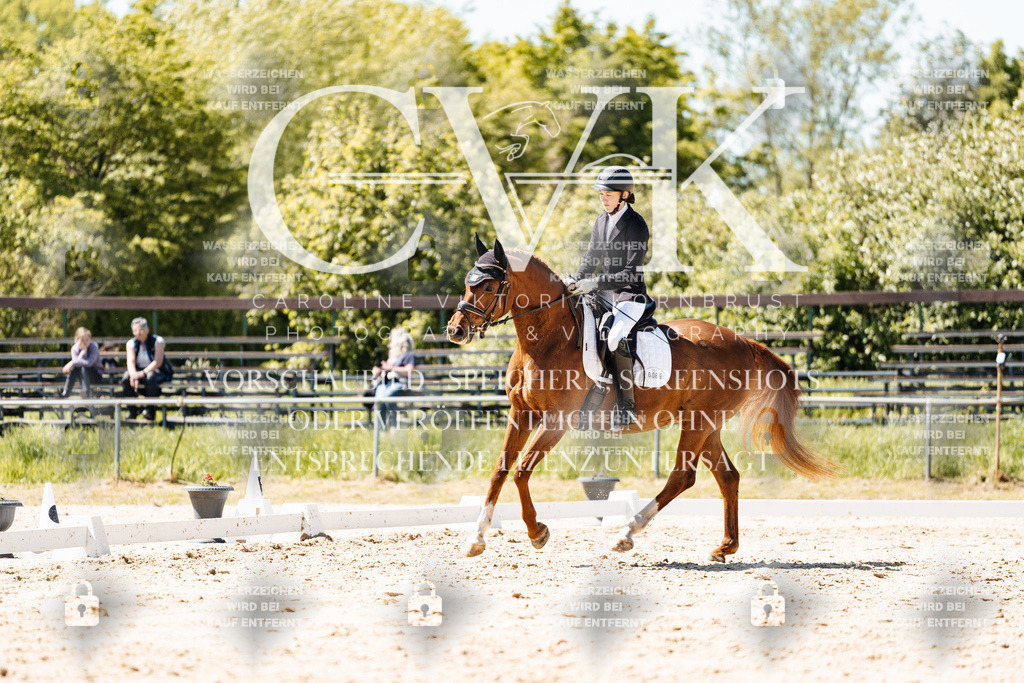 CK905991 | Turnierfotografie Pferdefotografie Trier Rheinland-Pfalz Pferdesport Reitsport Tierfotografie Sportfotografie Pferdevideo Pferdevideografie Equestrianvideography equestrianphotography  - Realisiert mit Pictrs.com