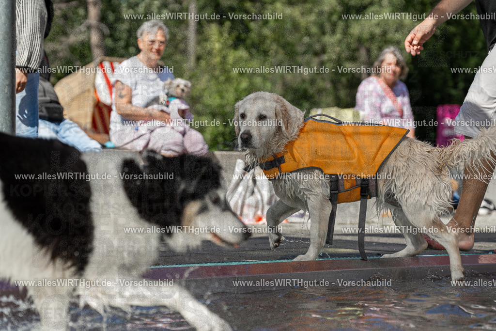 Hundeschwimmen_Volksbad_2026-allesWIRTHgut_Tierfotografie-2609061340-7R500883 | Professionelle Tierfotografie in Mönchengladbach von Daniel Wirth (allesWIRTHgut). Liebevolle & natürliche Bilder von Hunden & Katzen für unvergessliche Erinnerungen.