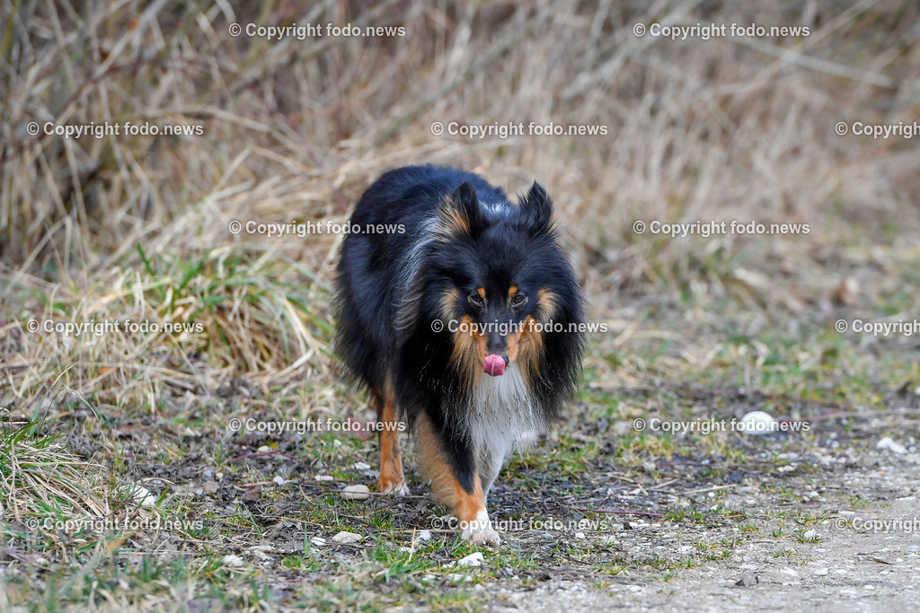 Hund_ Hunde_ Freilaufflaeche_ 20.02.2022-47 | 20.02.2022, Linz, AUT, Hund, Hunde, Themenbild, im Bild Hund, Hunde, spazieren, Freilaufzone, Spazierweg, Arrigo und Luigi