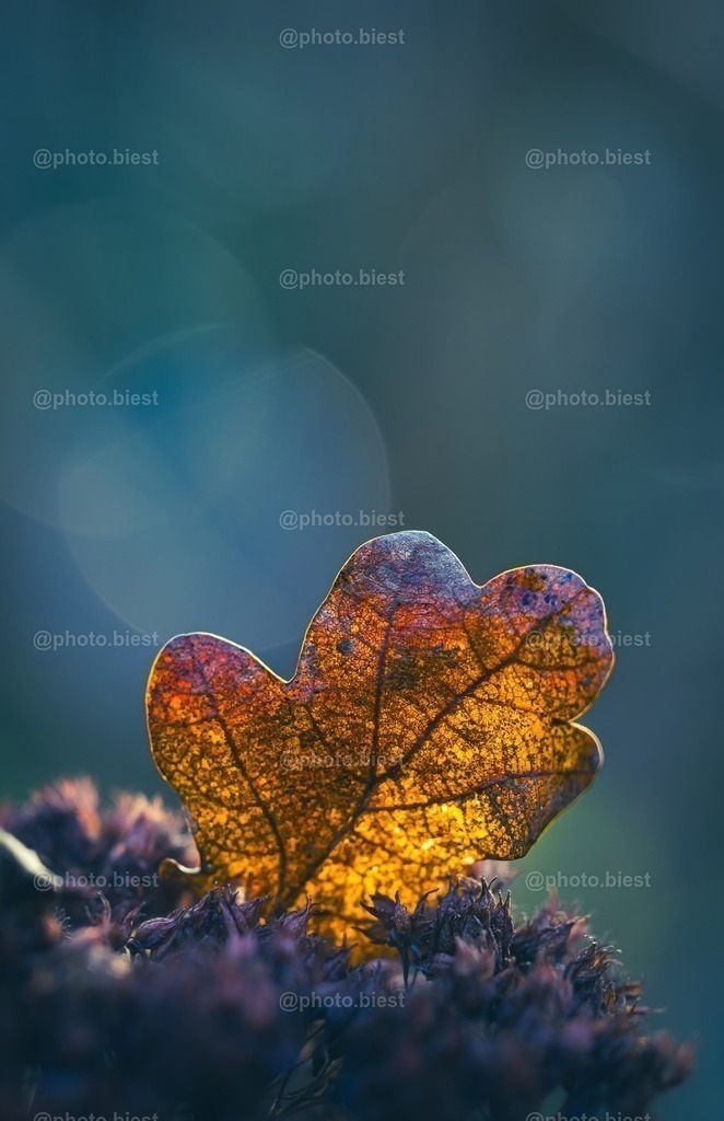 Bernsteinblatt | Ein leuchtendes Eichenblatt in der winterlichen Sonne badend. - Realisiert mit Pictrs.com