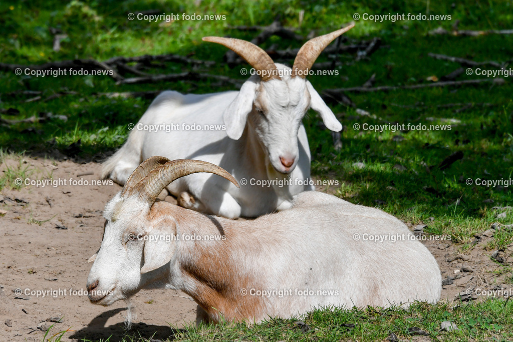 Deutschland_ Baden-Wuerttemberg_ Uhingen_ 27.08.2025-11 | 27.08.2025, Deutschland, GER, Baden-Wuerttemberg, Uhingen im Bild Themenbild, Ziegen, Baiereck, Weide, Bauernhof, Landwirtschaft, Nutztiere, laendliche Idylle, Tiere unter Baum, Schattenplatz, Sommer, artgerechte Haltung, Natur, tierfreundlich, ruhige Szene, gruene Wiese, Weide, baeuerliches Leben, Tiergemeinschaft, Stallnaehe, Feature, Symbolbild