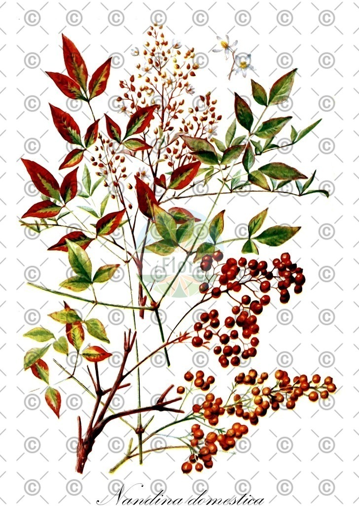 HistAbb_wfo-0000475484_1_ENZY_Simple | Historische Abbildung von Nandina domestica - Berberidaceae | Historical Illustration of Nandina domestica - Berberidaceae