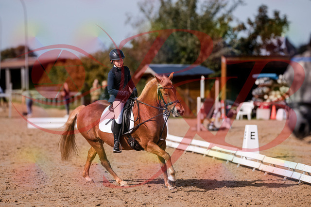 2026_10_03_Siefer-Hof_120351_Z81_06382779 | Professionelle Reitsport-, Turnier- und Eventfotografie von Robert Broda. Galerien mit ausgewählten und bearbeiteten Bildern direkt online ansehen und bestellen.