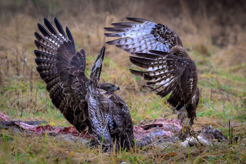 bussarde-2023-396-02 | Greifvögel im Duell: Zwei Mäusebussarde bekämpfen sich an einem Luderplatz. - Realisiert mit Pictrs.com