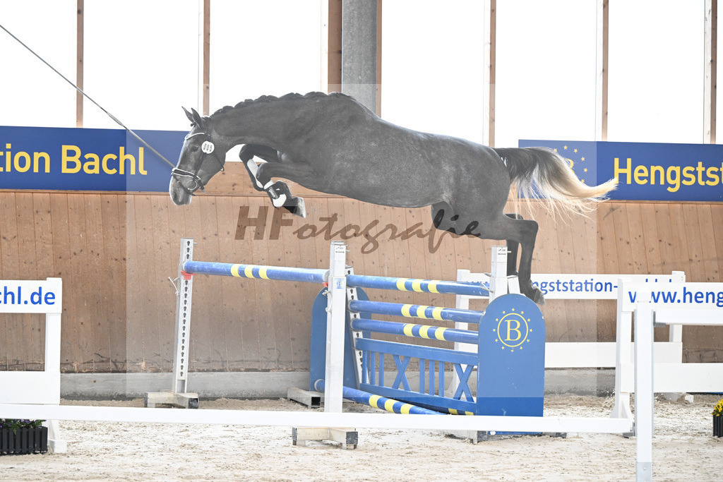 Kat-Nr. 5 Geyers Larimar v. Cizero Z_Geyer_5251426 | hf-fotografie - Realisiert mit Pictrs.com