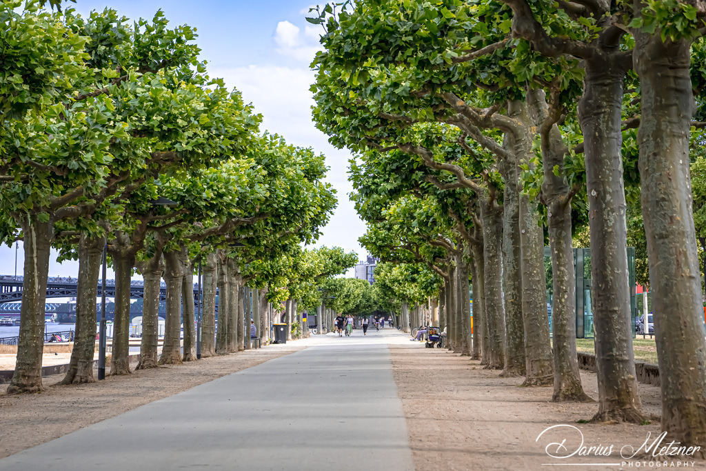Das Rheinufer in Mainz | Das Rheinufer in Mainz