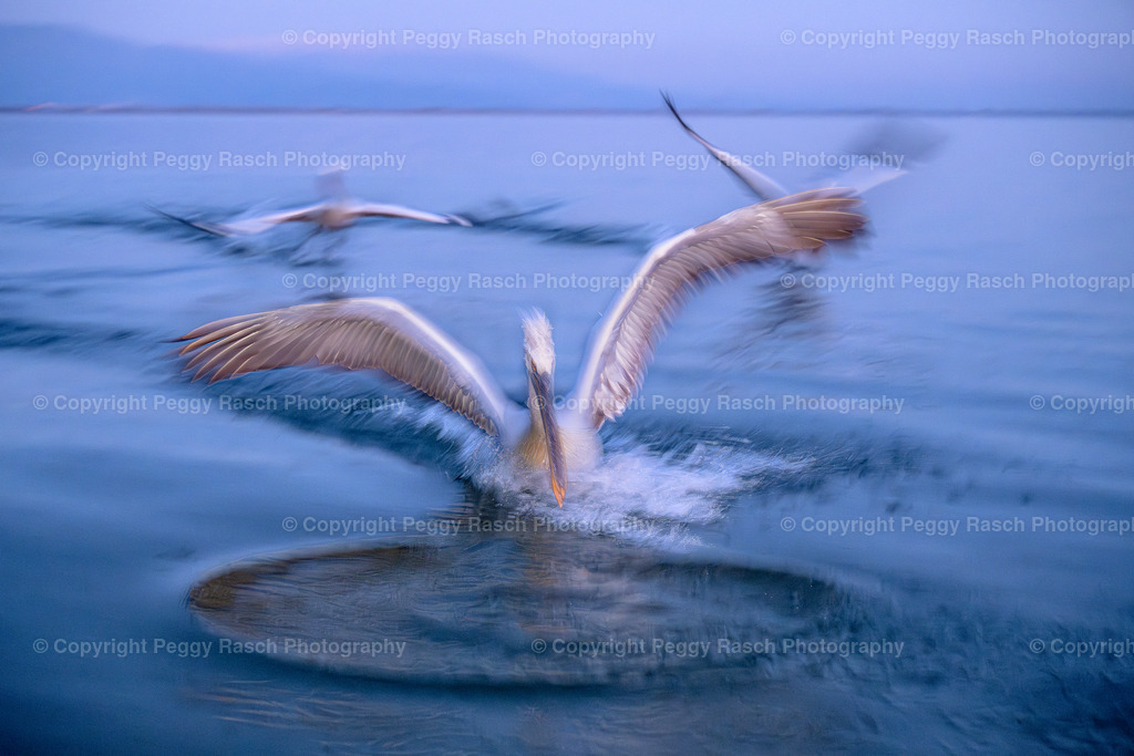 Pelikane_2024_groß_next-7 | PeggyRaschPhotography - Realisiert mit Pictrs.com