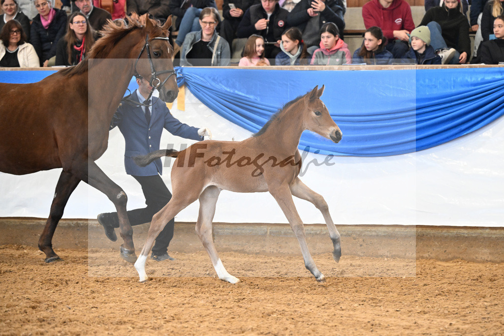 Fohlen v. San Valentino_11260335 | hf-fotografie - Realizzato con Pictrs.com