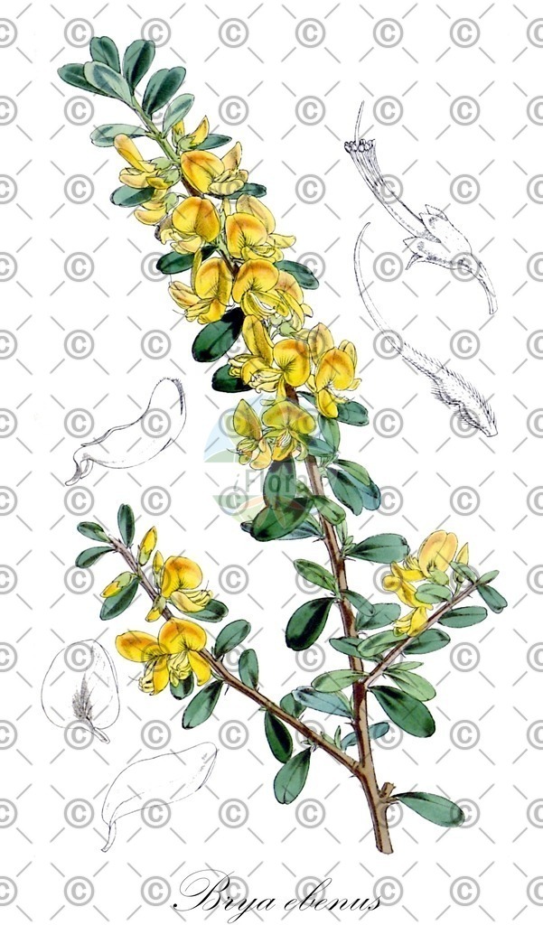 HistAbb_wfo-0001182893_1_ENZY_Simple | Historische Abbildung von Brya ebenus - Fabaceae | Historical Illustration of Brya ebenus - Fabaceae