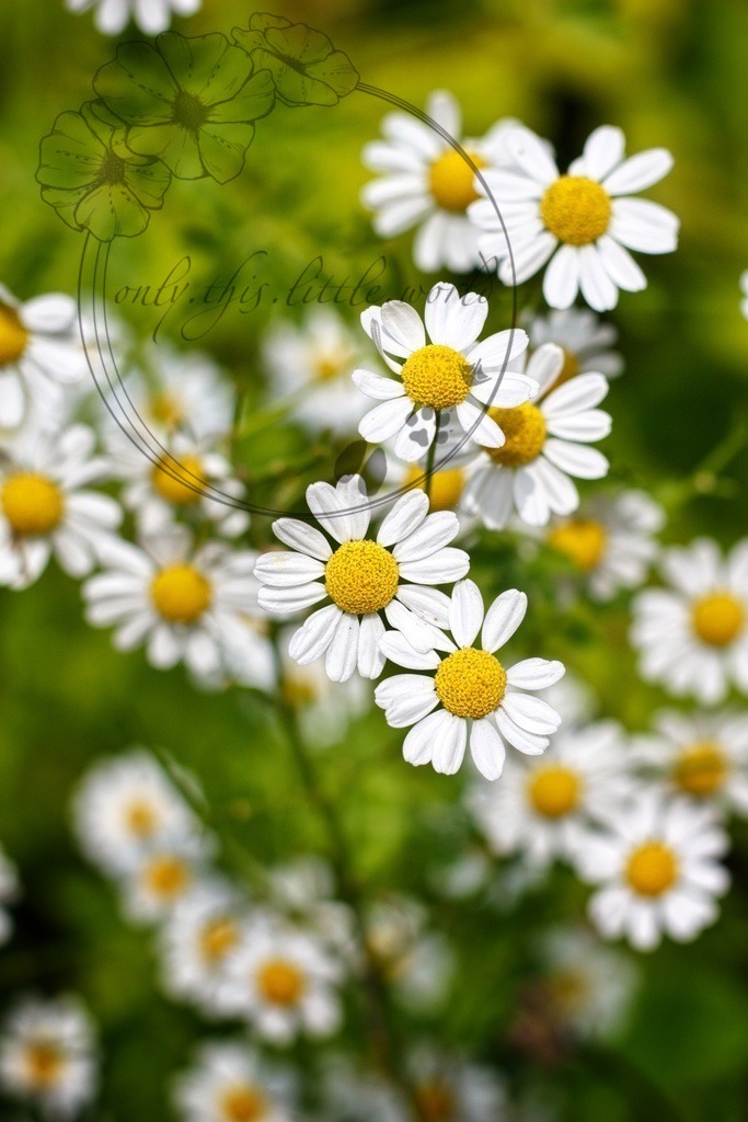 IMG_4182-01 | only.this.little.world - Realisiert mit Pictrs.com