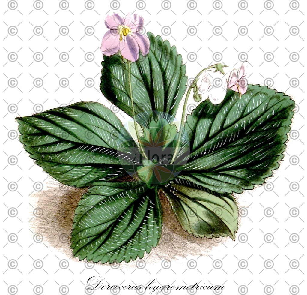 HistAbb_wfo-0000130776_1_ENZY_Simple | Historische Abbildung von Dorcoceras hygrometricum - Gesneriaceae | Historical Illustration of Dorcoceras hygrometricum - Gesneriaceae