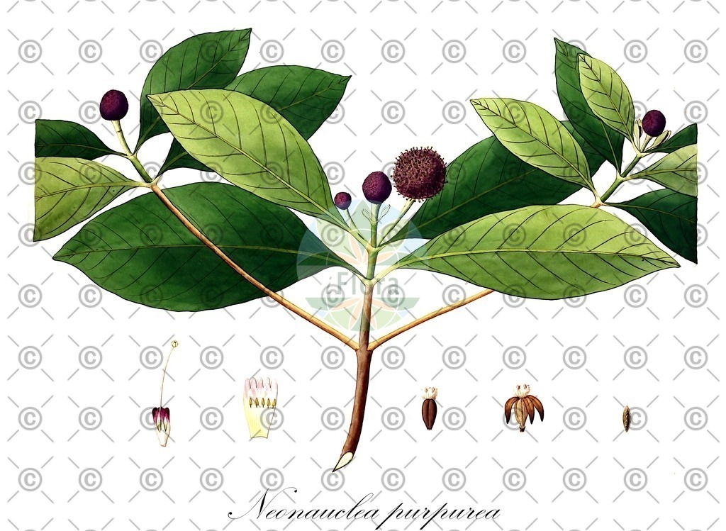 HistAbb_wfo-0000184360_1_ENZY_Simple | Historische Abbildung von Neonauclea purpurea - Rubiaceae | Historical Illustration of Neonauclea purpurea - Rubiaceae