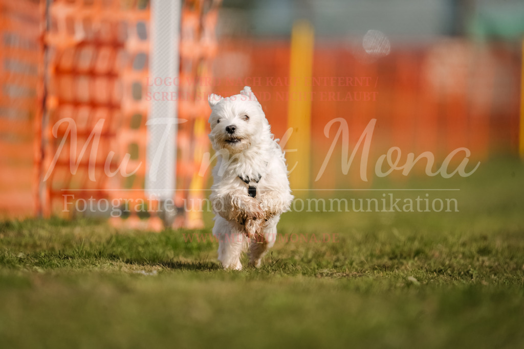 20250928_Hunderennen-246 | MuT (Mensch und Tier) mit Mona - Fotografie und Tierkommunikation - Realisiert mit Pictrs.com