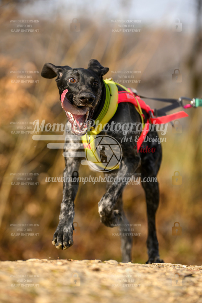 MompixPhotography_6ReiatRennen2026_SA_HappyDog-155 | PayLife