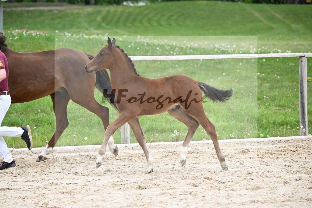 Kat-Nr. 7 HF Der Zauberlehrling x Cosmo Royale_Fuchs_24260351 | hf-fotografie - Realisiert mit Pictrs.com