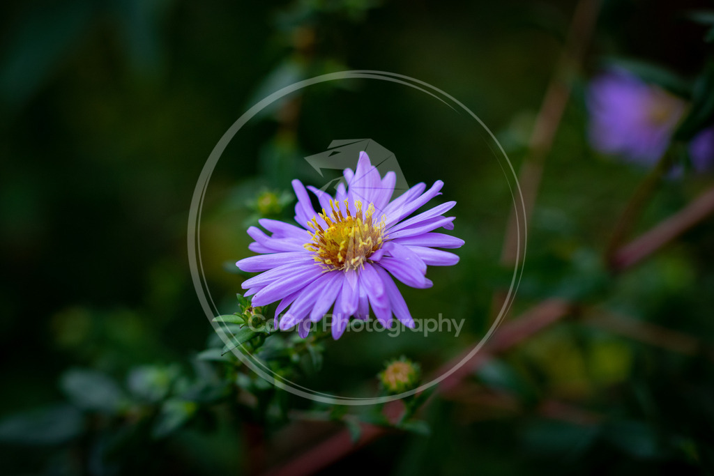 Neubelgische Aster | CoBra Photography - Realisiert mit Pictrs.com