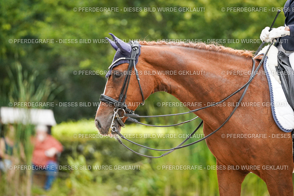 DSC09268 | Pferdegrafie