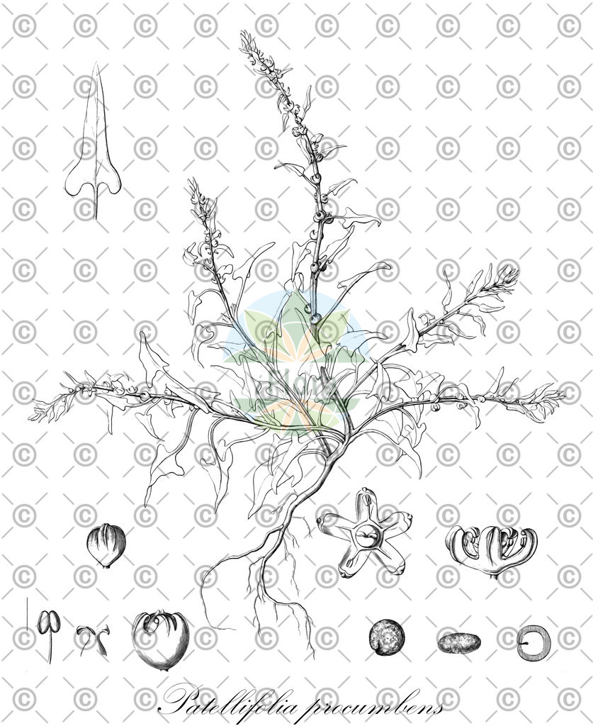 HistAbb_wfo-0000785685_1_ENZY_Simple | Historische Abbildung von Patellifolia procumbens - Amaranthaceae | Historical Illustration of Patellifolia procumbens - Amaranthaceae