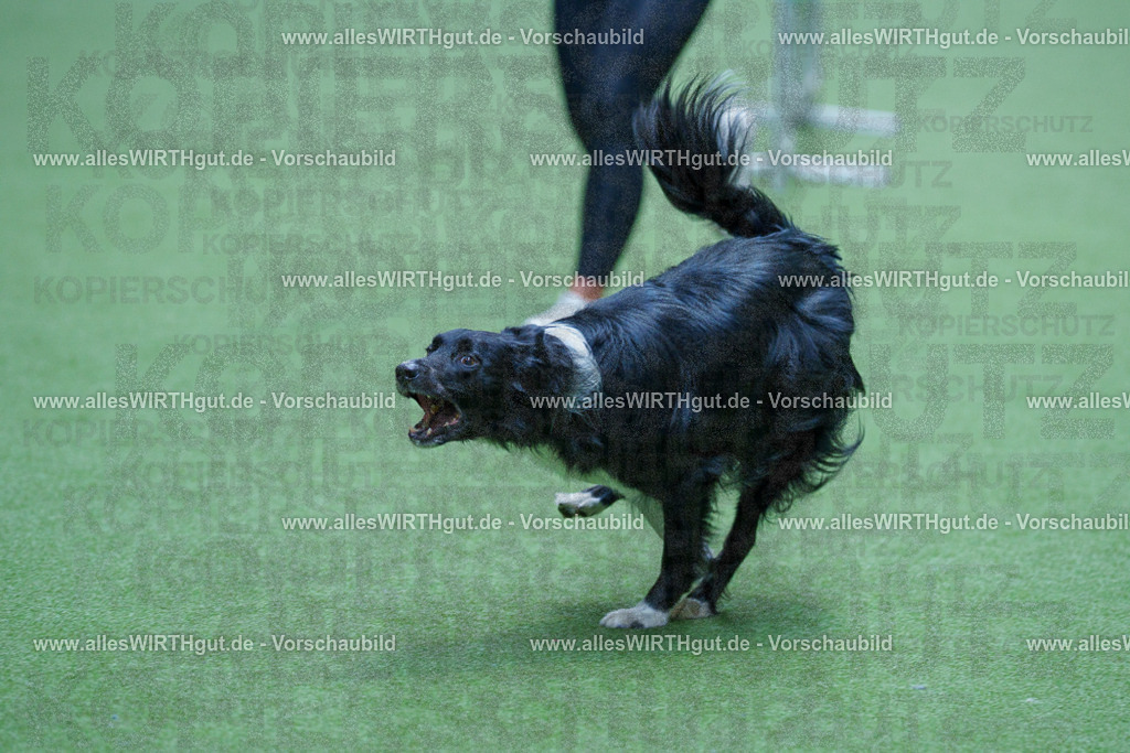 @allesWIRTHgut_Tierfotografie - www.allesWIRTHgut.de - 2604261403-7R503310 | Professionelle Tierfotografie in Mönchengladbach von Daniel Wirth (allesWIRTHgut). Liebevolle & natürliche Bilder von Hunden & Katzen für unvergessliche Erinnerungen.