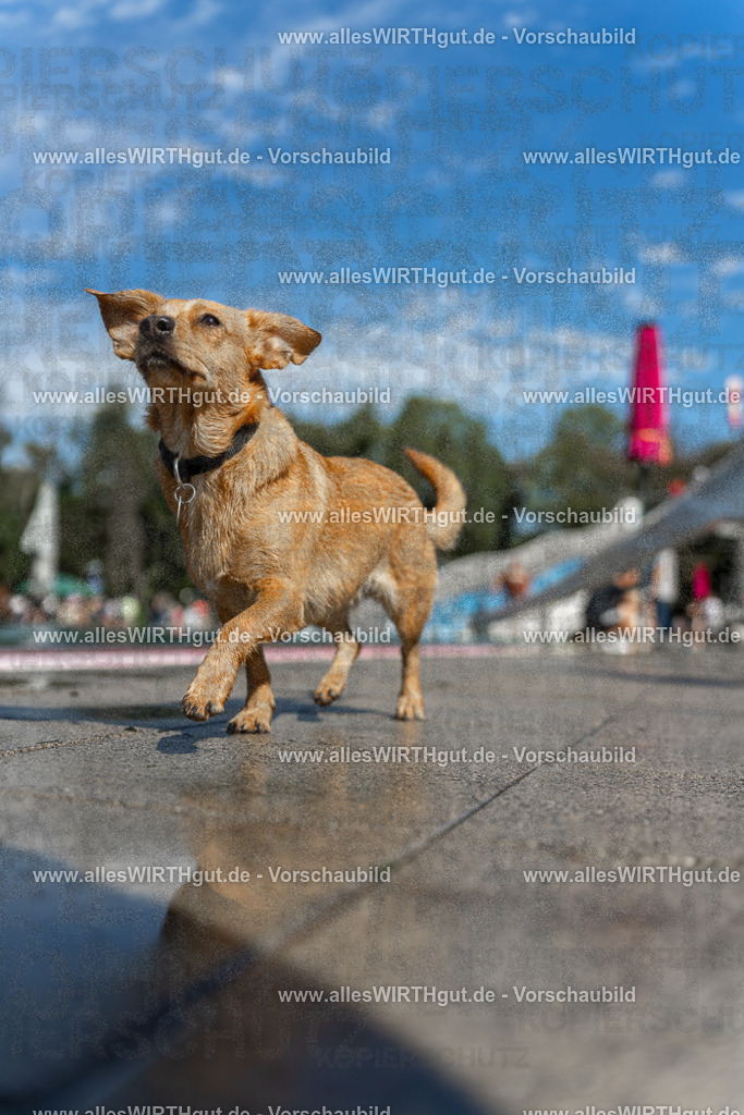 Hundeschwimmen_Volksbad_2026-allesWIRTHgut_Tierfotografie-2609061202-111250-7R500122 | Professionelle Tierfotografie in Mönchengladbach von Daniel Wirth (allesWIRTHgut). Liebevolle & natürliche Bilder von Hunden & Katzen für unvergessliche Erinnerungen.