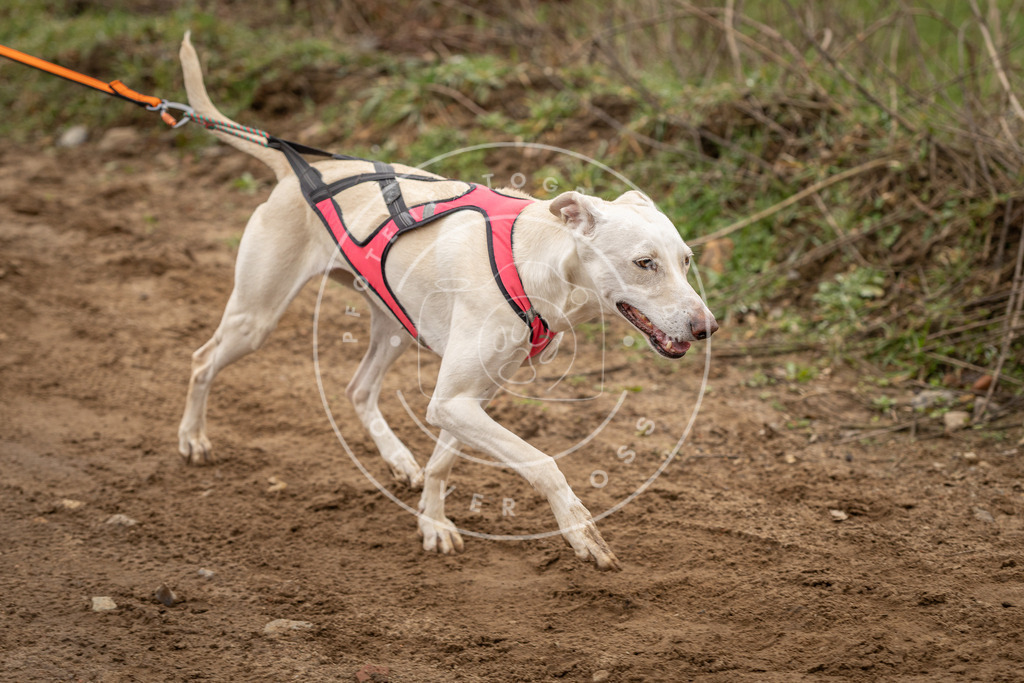 DV3A2684 | Hundefotografie, Tierfotograf, Pfotenfotografie, Fotoshooting Hund, Hunde Portrait, Hundesport, Hundeportraits, Heideshooting, Hunde, Sportfotograf, Hundefotograf, Turnierhundsport, THS,  - Realisiert mit Pictrs.com