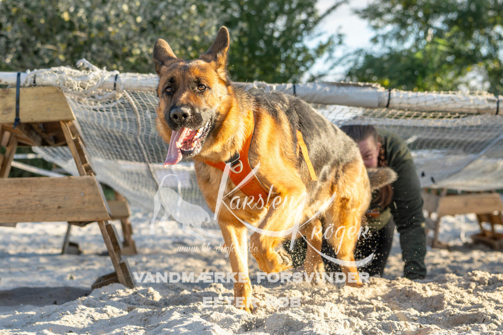 1651_ZZ99831 | kk-dogfotos