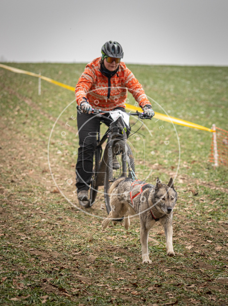 Pfotenfotografie_DV3A3218 | Hundefotografie, Tierfotograf, Pfotenfotografie, Fotoshooting Hund, Hunde Portrait, Hundesport, Hundeportraits, Heideshooting, Hunde, Sportfotograf, Hundefotograf, Turnierhundsport, THS,  - Realisiert mit Pictrs.com